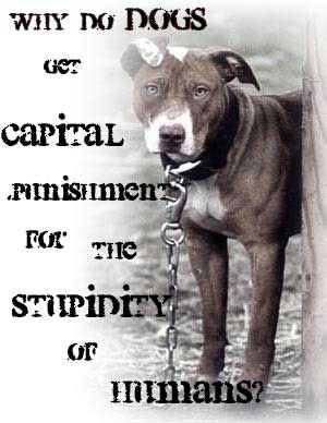 Dogs Are Punished For Human Stupidity
