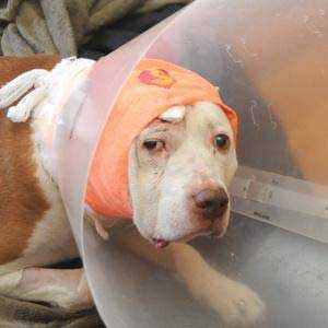 So Called Dangerous Dogs And Overlooked Shelter Pets Shot In The Head Trying To Protect Its Owner