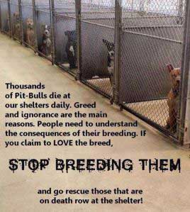 So Called Dangerous Dogs And Overlooked Shelter Pets Stop Breeding Dogs